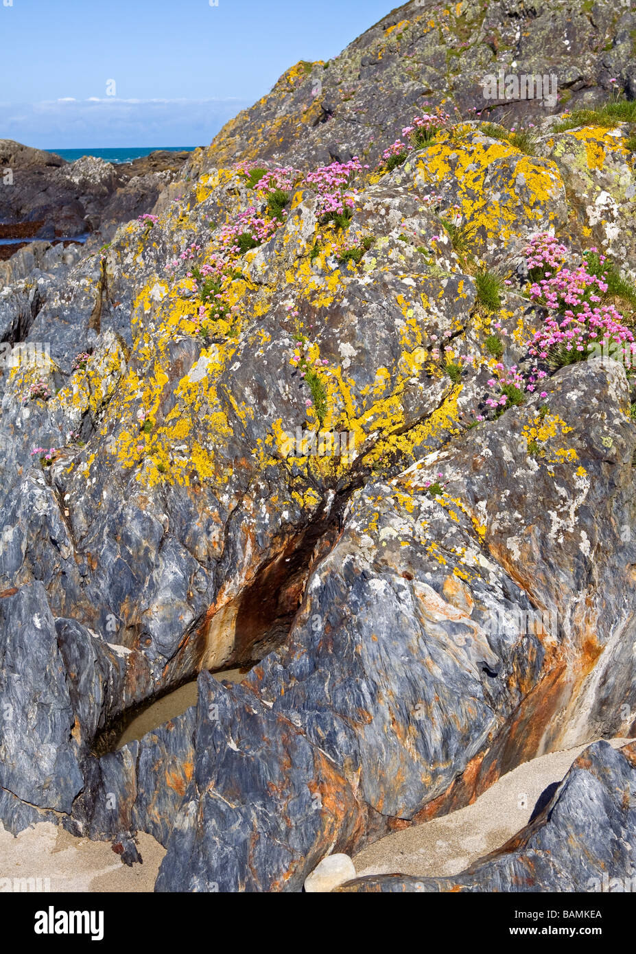 Pink sea thrift (Armeria maritima), l'île de Colonsay, en Écosse ; lichen jaune, des strates de roche gris Banque D'Images