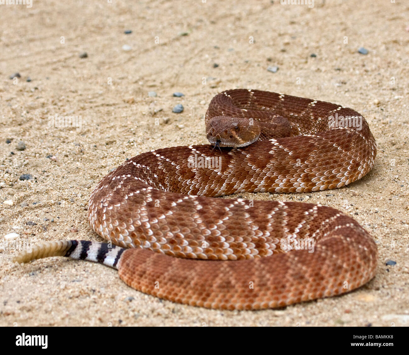 Red diamondback rattlesnake Banque de photographies et d’images à haute