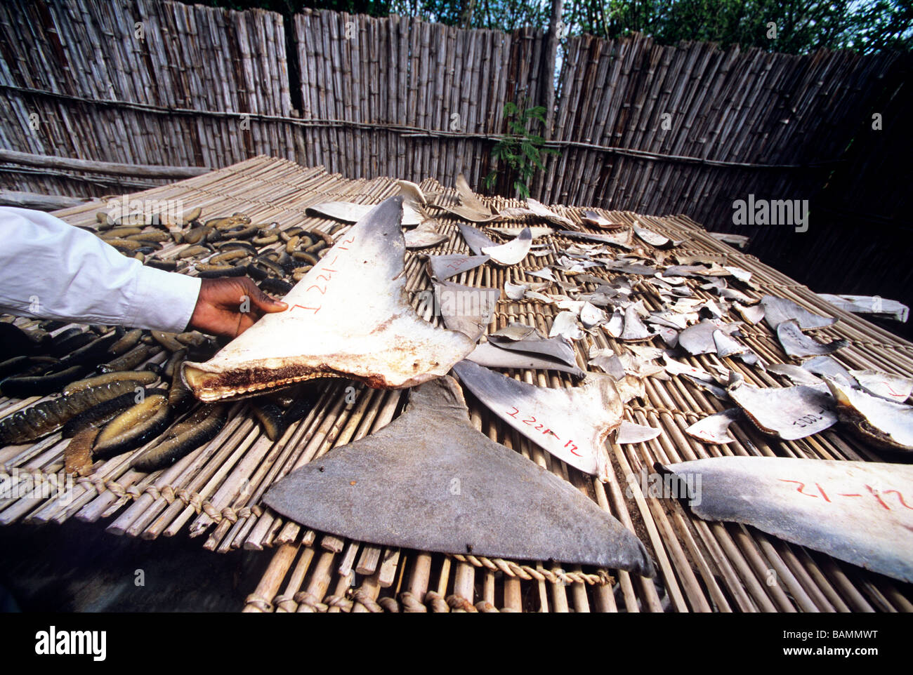 L'aileron de requin chinois concombre de mer concessionnaire avec le Mozambique Mozambique Inhambane acheteur Banque D'Images