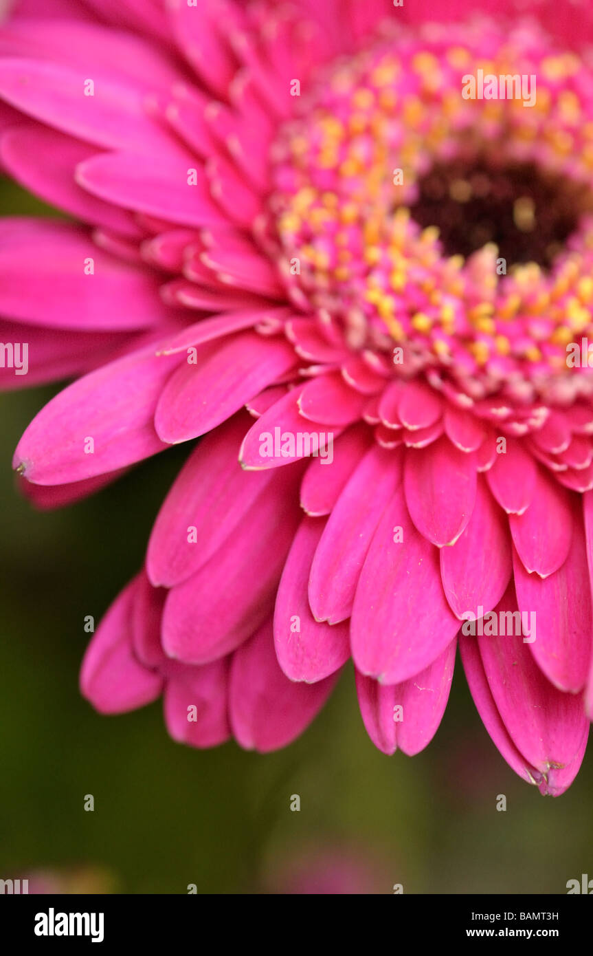 Gerbera daisy Banque D'Images