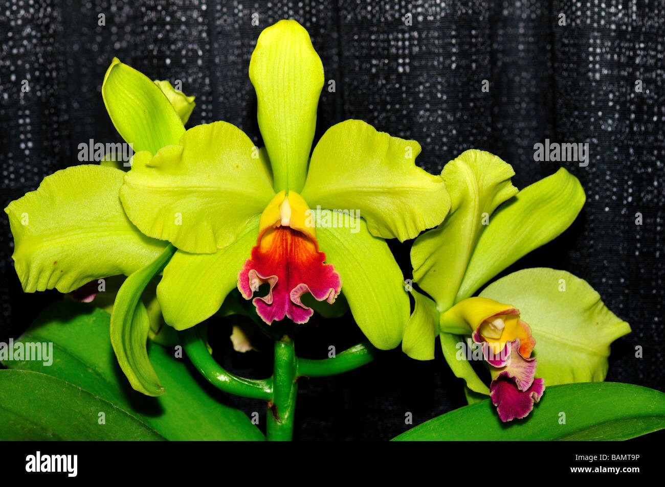 Fleurs d'orchidées. Hybrides de Cattleya jaune vert Banque D'Images