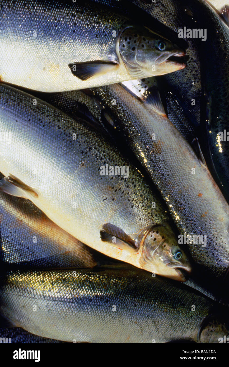 Le saumon de l'Atlantique de Tasmanie Tasmanie Australie Huon Valley Banque D'Images