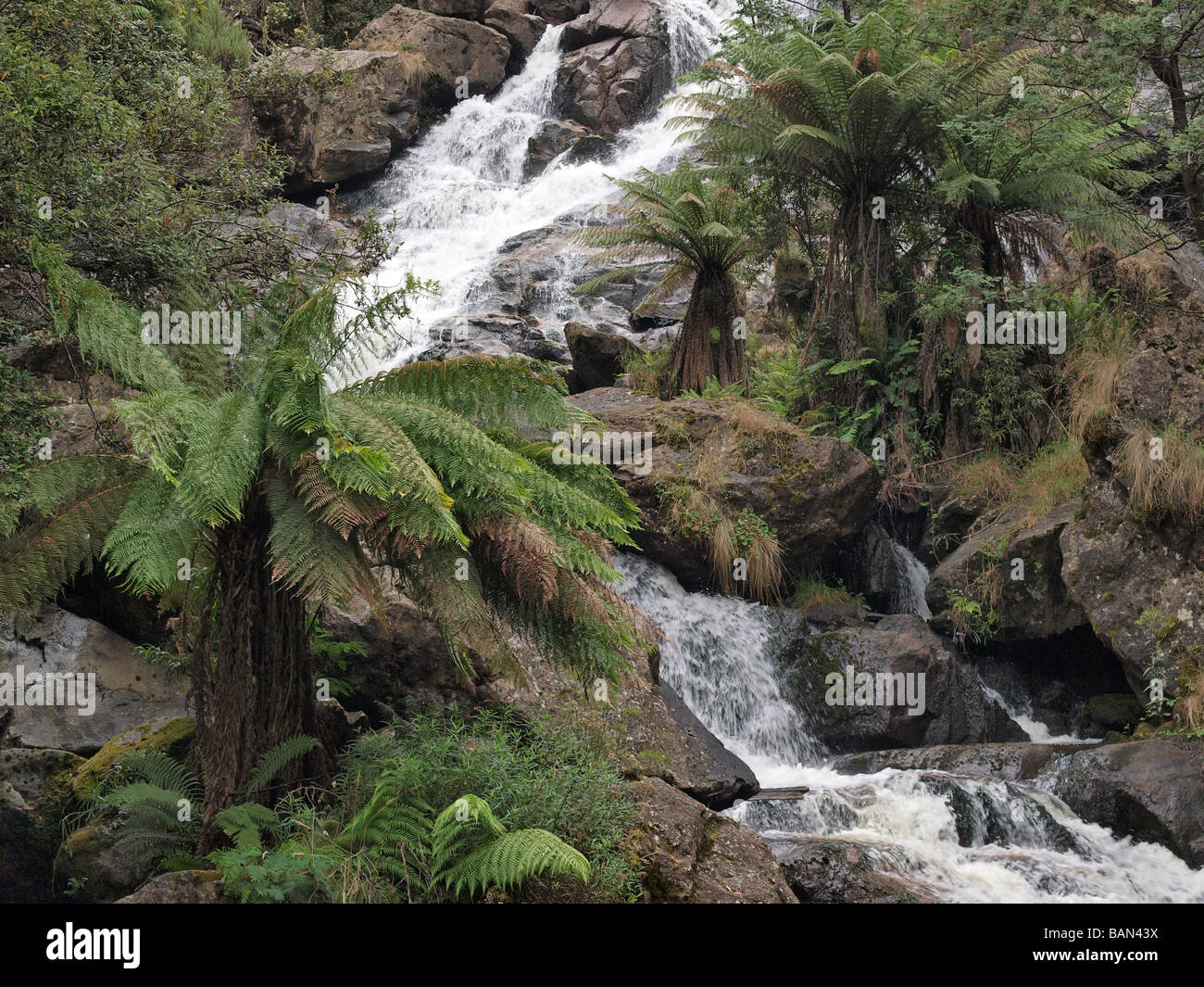 St Columba falls, pyengana ,Tasmanie Australie Banque D'Images