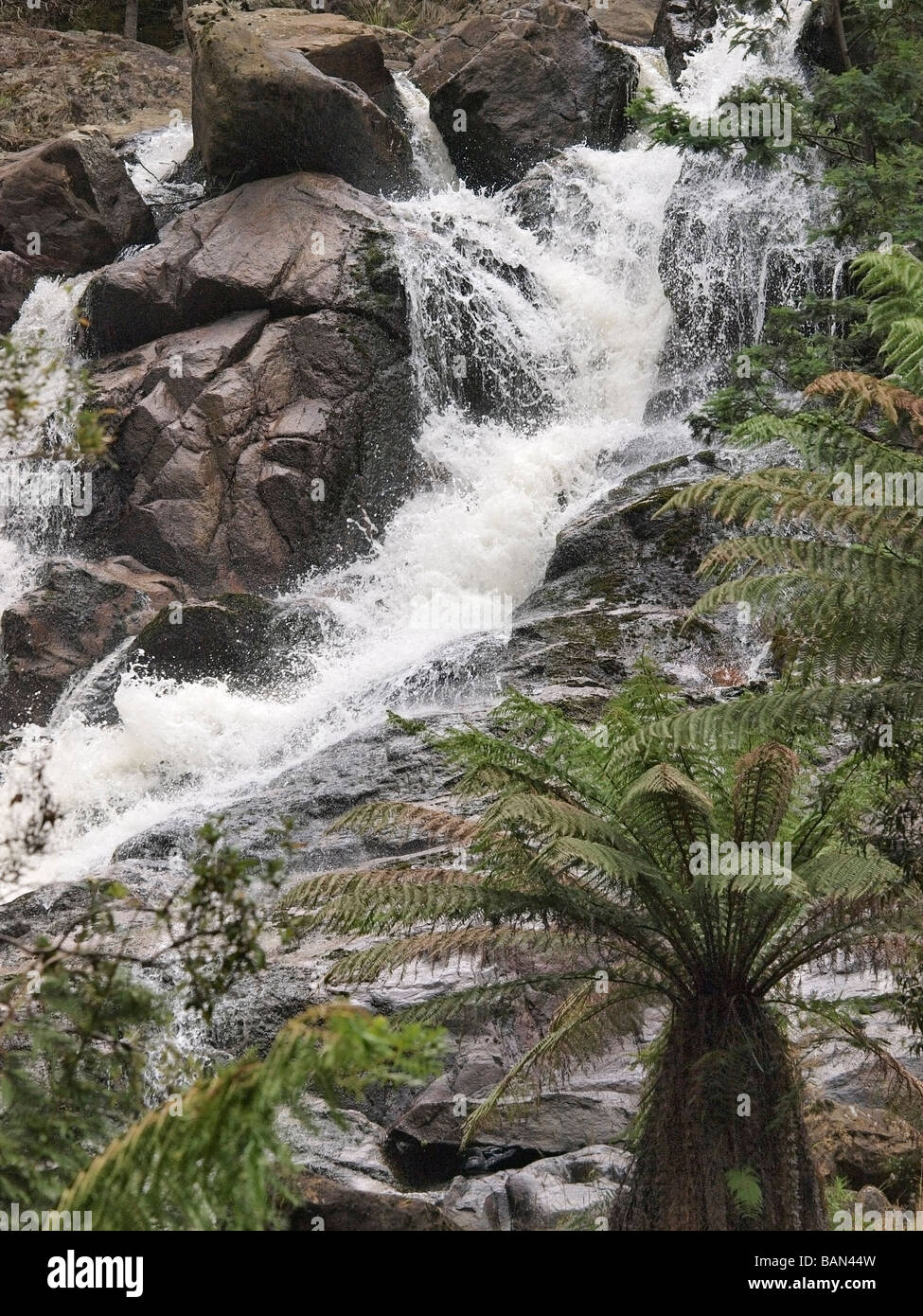 St Columba falls, pyengana ,Tasmanie Australie Banque D'Images