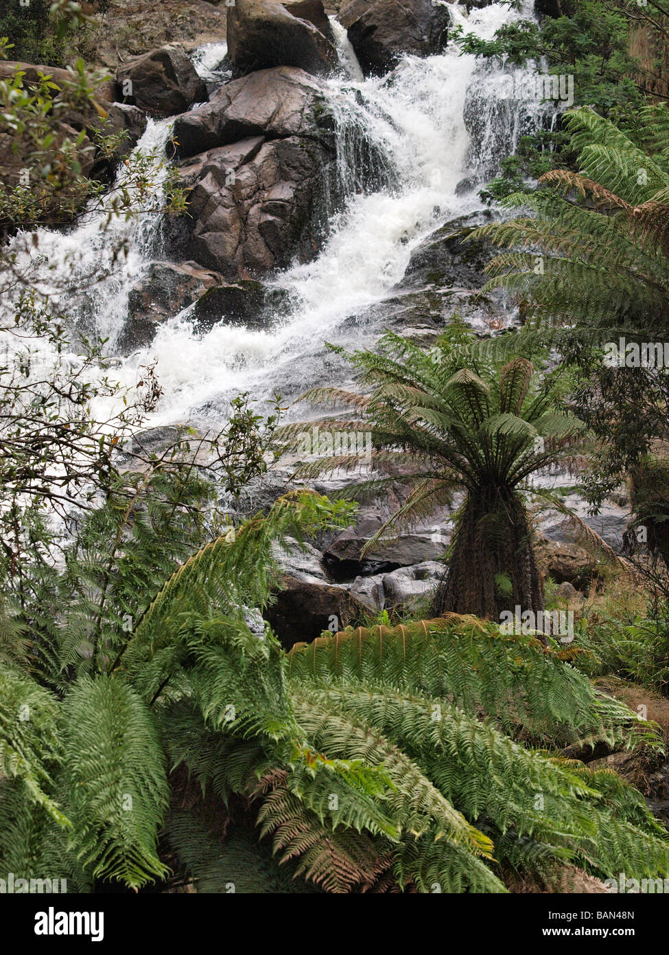 St Columba falls, pyengana ,Tasmanie Australie Banque D'Images