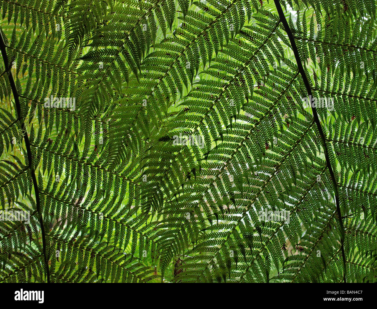 Fougères À ST COLUMBA FALLS Tasmanie Australie Banque D'Images