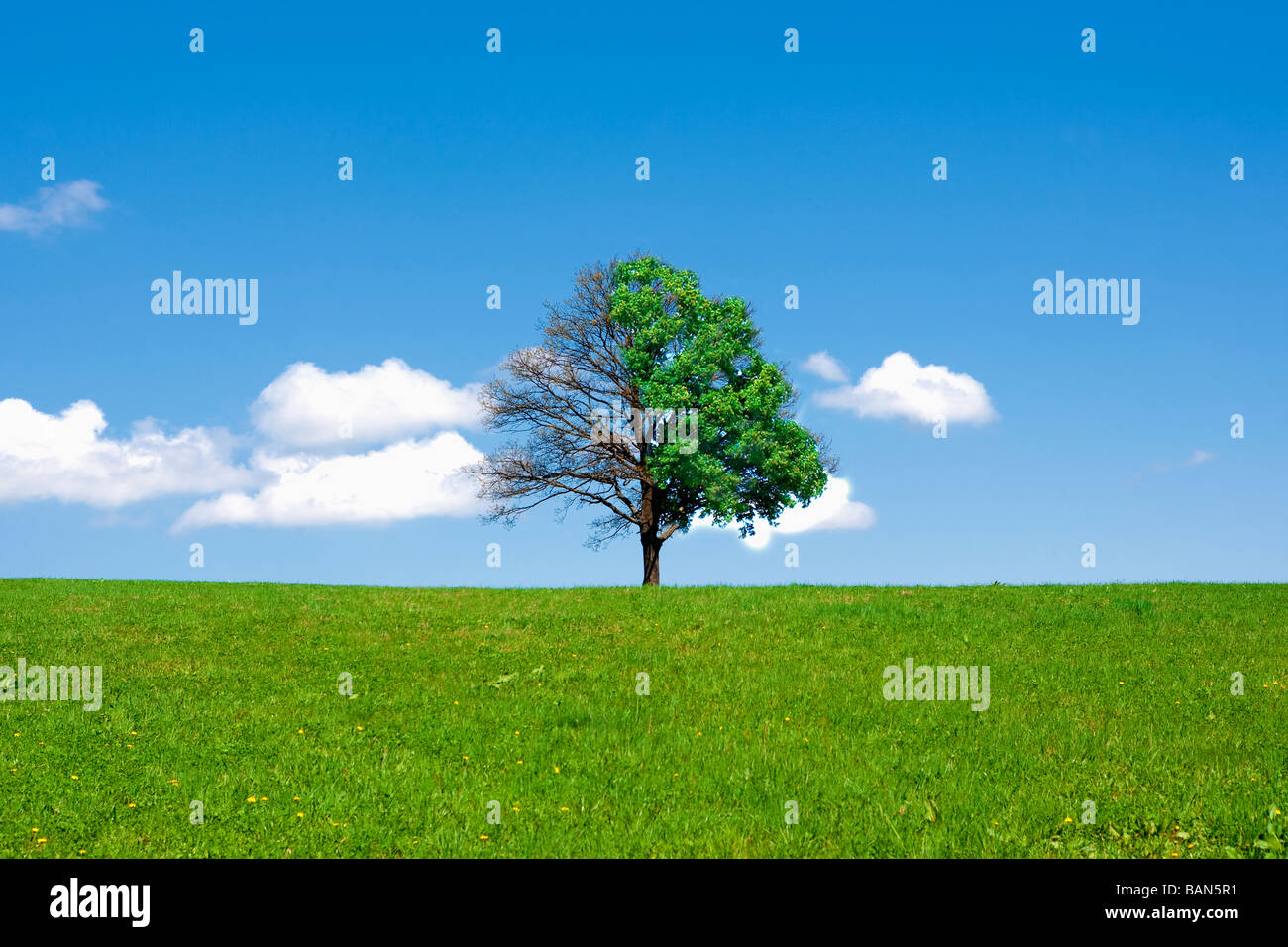 Arbre EN CHAMP AVEC LA CROISSANCE INÉGALE Banque D'Images