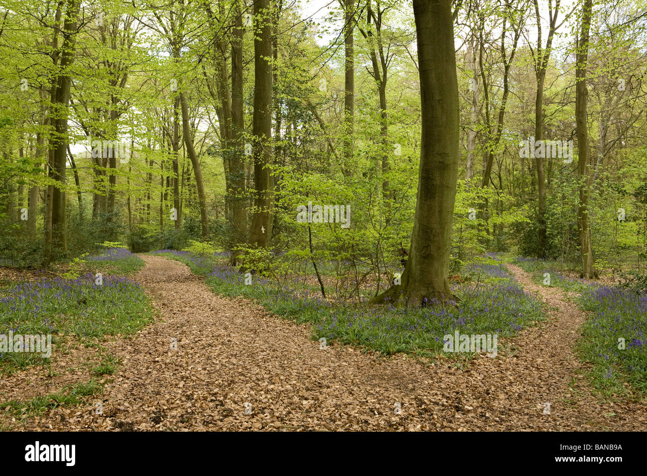 Fourchette dans les bois avec deux chemins menant dans différentes directions avec le sol tapis bluebells Banque D'Images