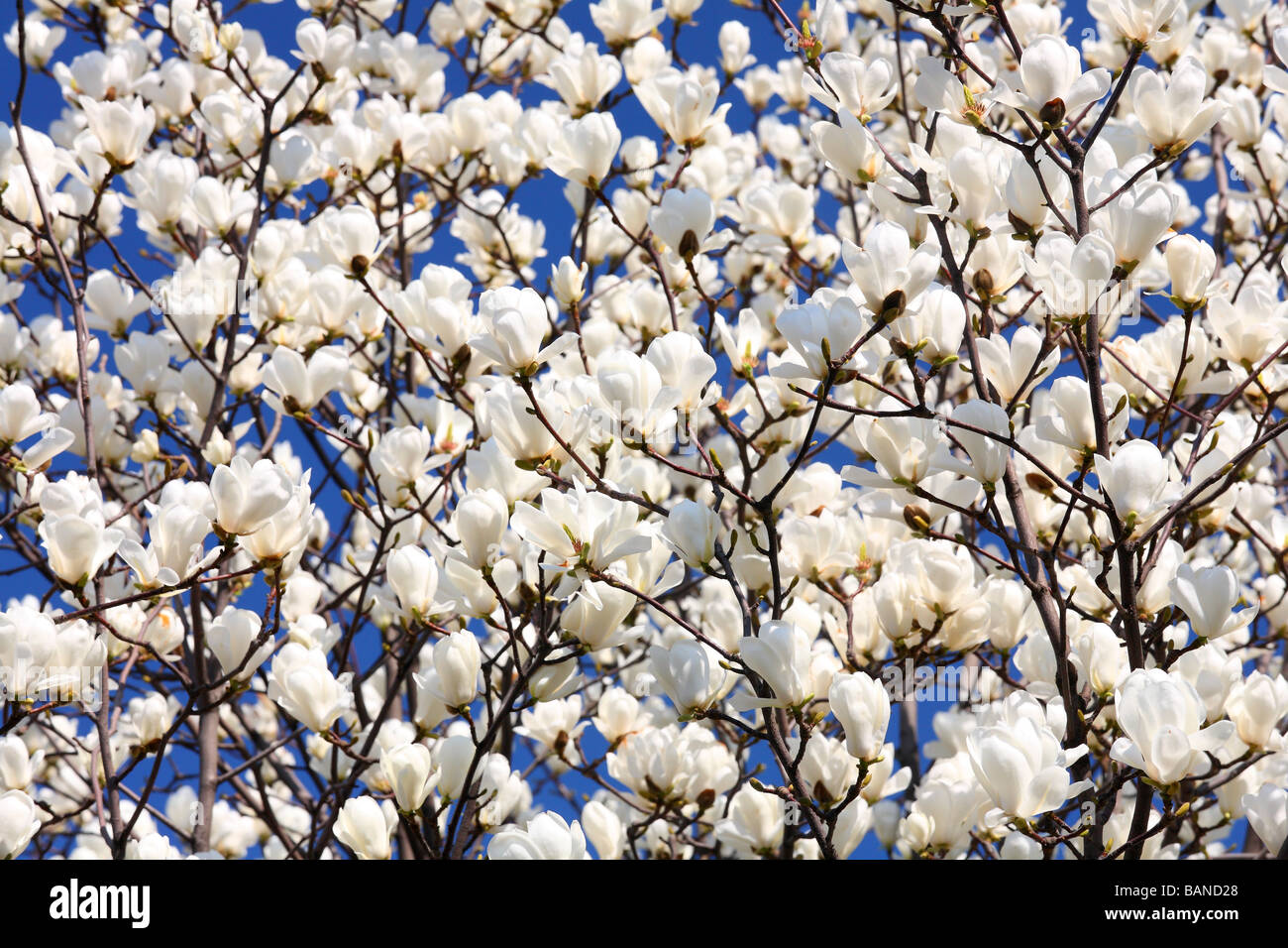 Magnolia en fleurs fleurs blanches contre ciel bleu ensoleillé Magnolia denudata Banque D'Images