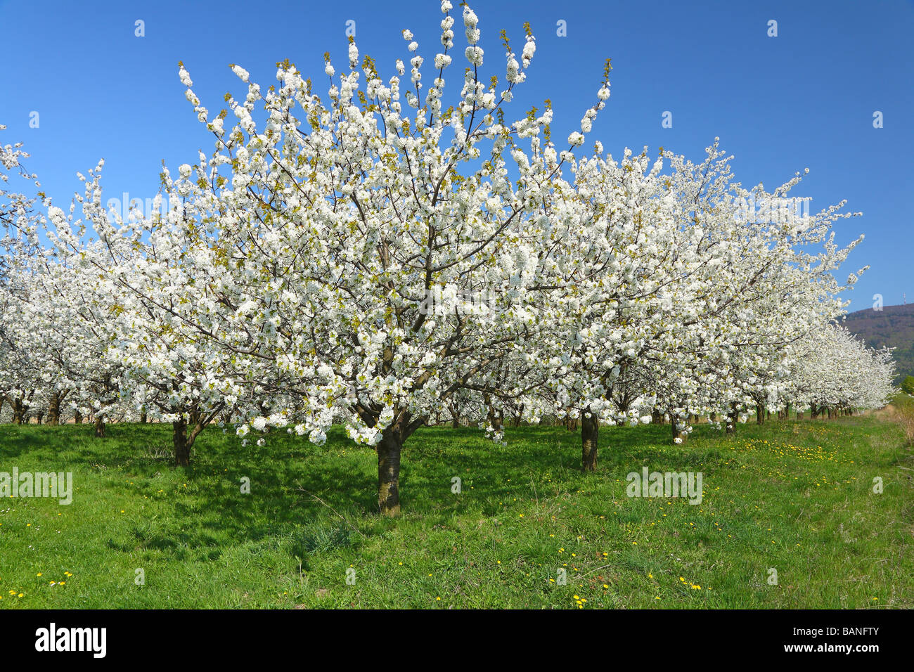 Les cerisiers fleurissent dans une journée de printemps ensoleillée plantation cerisier Cerasus avium Cherry Orchard Banque D'Images