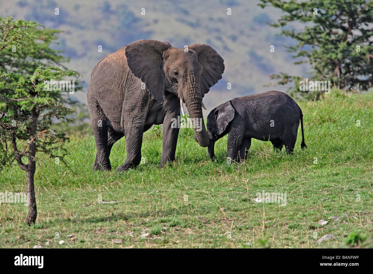 L'eléphant d'Afrique femelle adultes avec les jeunes la consultation sur le livre vert de l'herbe du Parc National de Serengeti, Tanzanie Banque D'Images