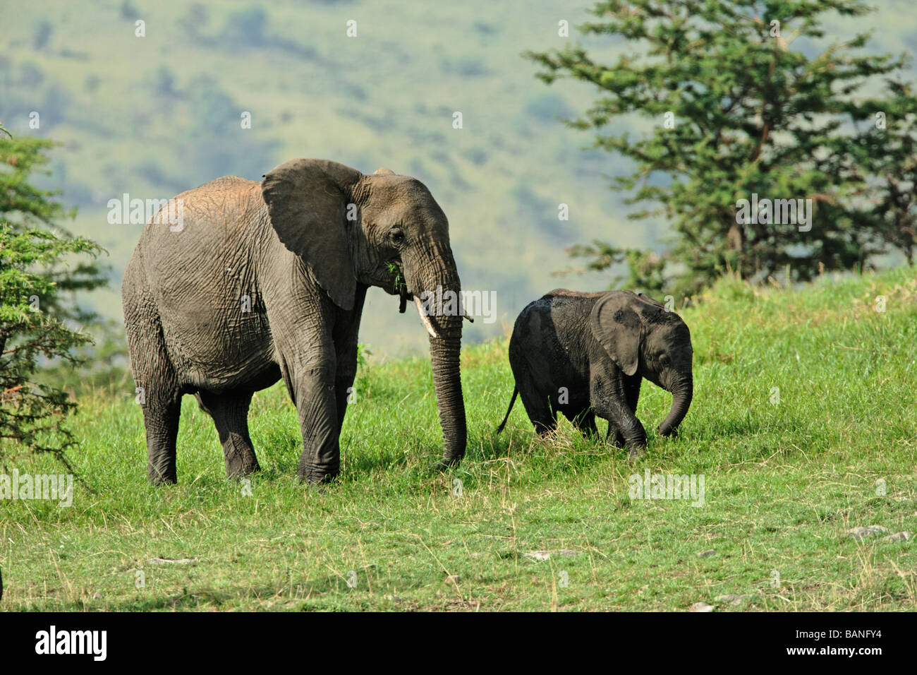 L'eléphant d'Afrique femelle adultes avec les jeunes la consultation sur le livre vert de l'herbe du Parc National de Serengeti, Tanzanie Banque D'Images