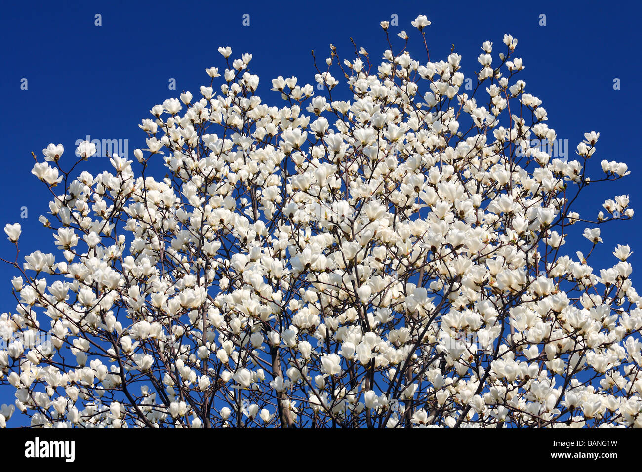 Magnolia en fleurs fleurs blanches contre ciel bleu ensoleillé Magnolia denudata Banque D'Images
