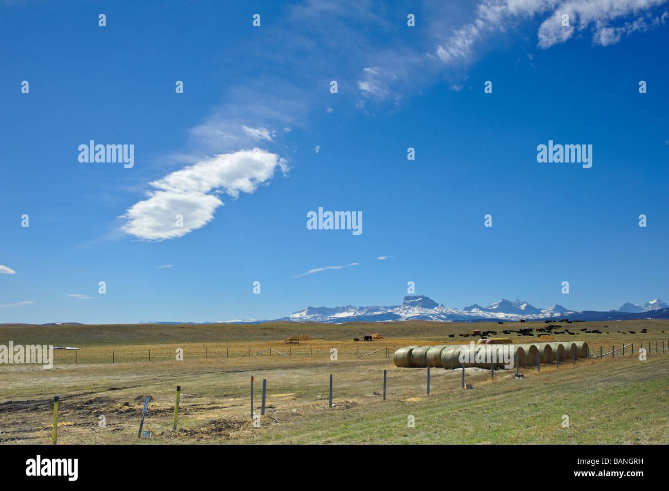 Chief Mountain dans le Parc National de Glacer Montana avec le pâturage du bétail dans le sud de l'Alberta Canada Banque D'Images