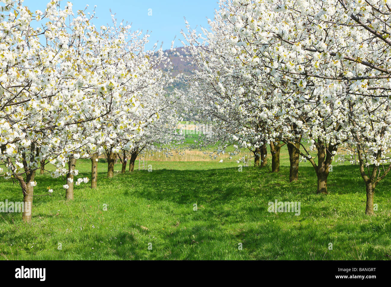Les cerisiers fleurissent dans une journée de printemps ensoleillée plantation cerisier Cerasus avium Cherry Orchard Banque D'Images