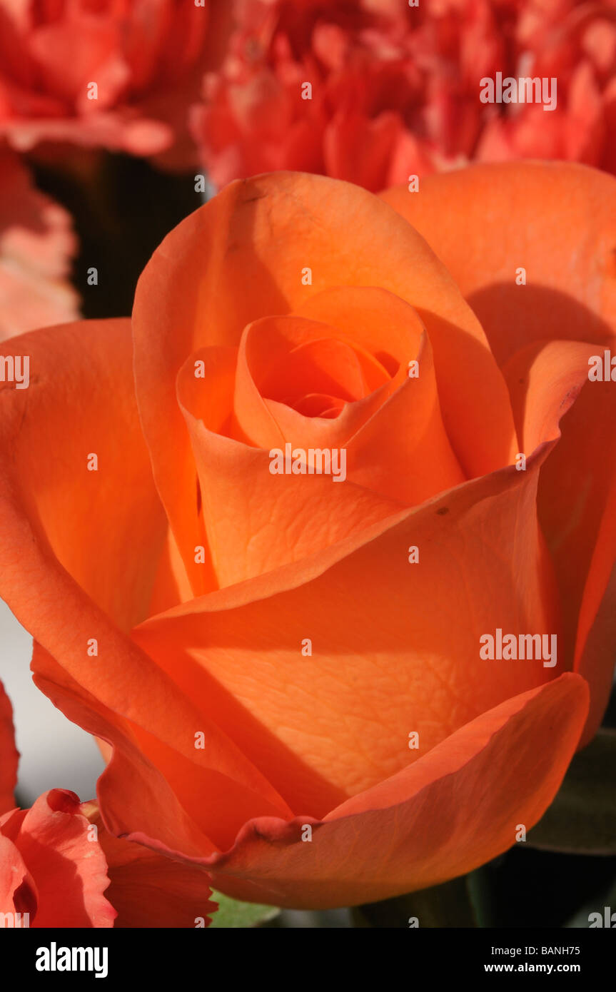 Rose orange Banque D'Images