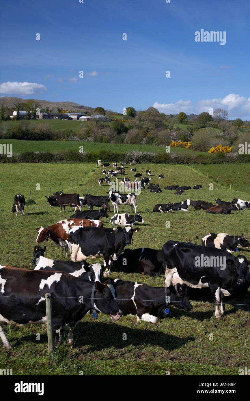 Troupeau de vaches géré tagged bovins dans un champ dans le comté de Tyrone en Irlande du Nord uk europe Banque D'Images