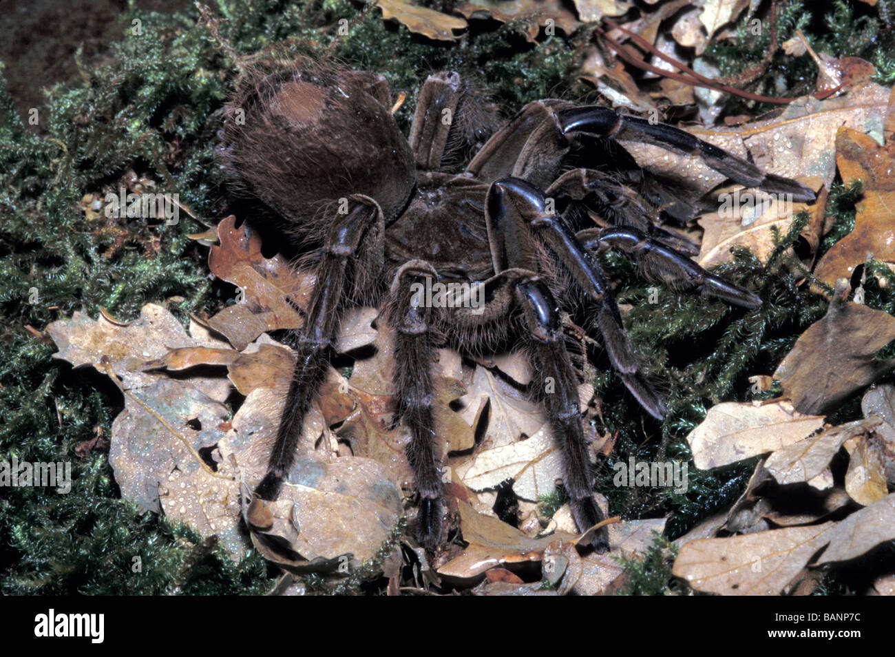 Ne pas manger d'oiseaux 1088130 Theraphosa leblondi Araignée goliath Banque D'Images