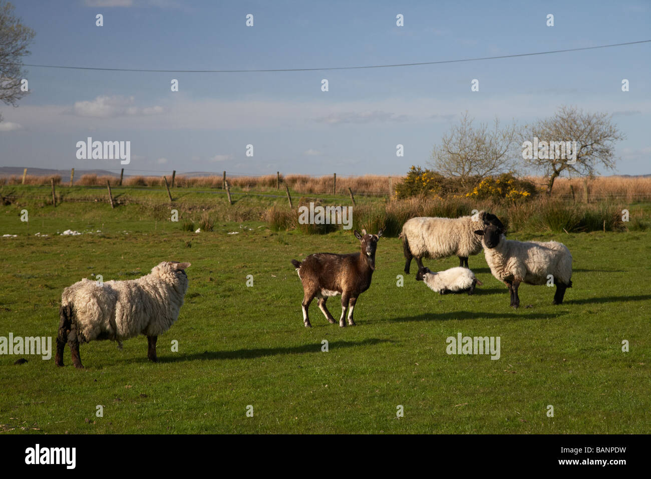 Les moutons et une chèvre dans un champ sur une ferme dans la campagne du comté de Tyrone en Irlande du Nord uk Banque D'Images