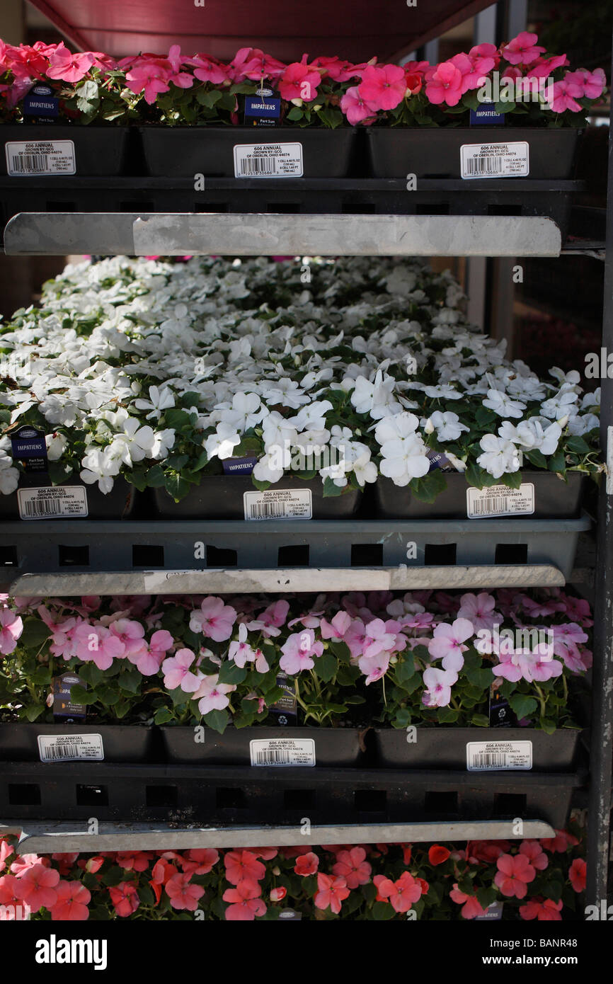 Fleurs de printemps dans des pots de fleurs stand avec des étiquettes de prix pour la vente à l'extérieur vue de face en Ohio USA US plein arrière-plan personne verticale haute résolution Banque D'Images