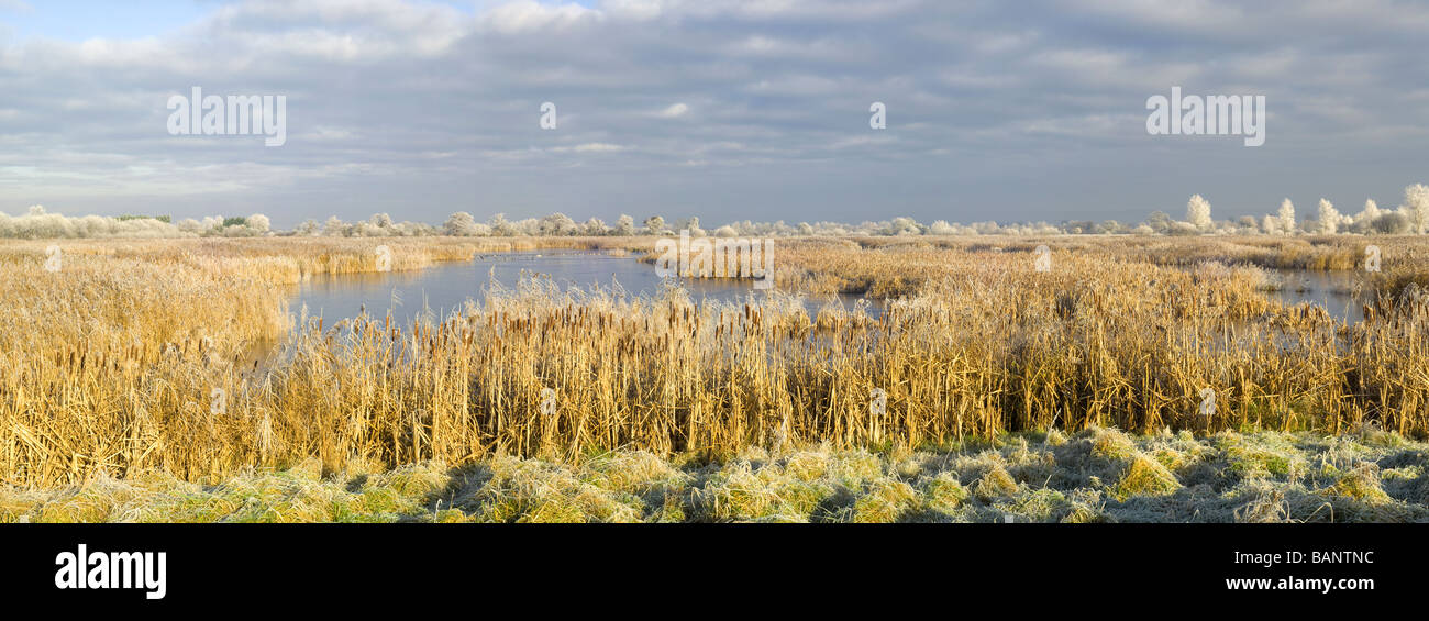 Une vue sur les terres humides de Sedgemoor, partie des Somerset Levels en Angleterre, sous de fortes gelées en hiver. Banque D'Images
