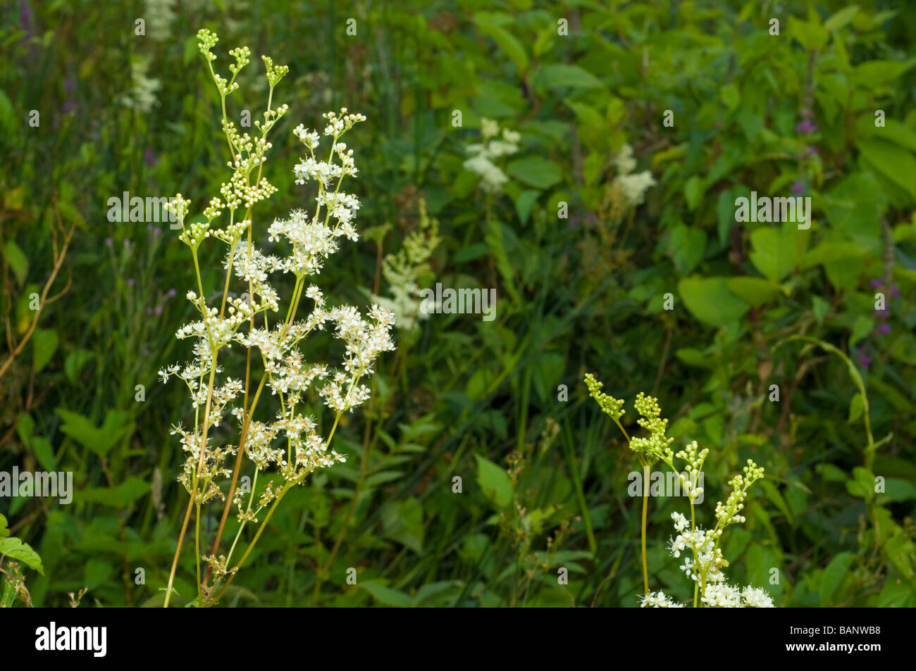 La reine-des-Prés, Filipendula ulmaria, Isle of Jura. Banque D'Images