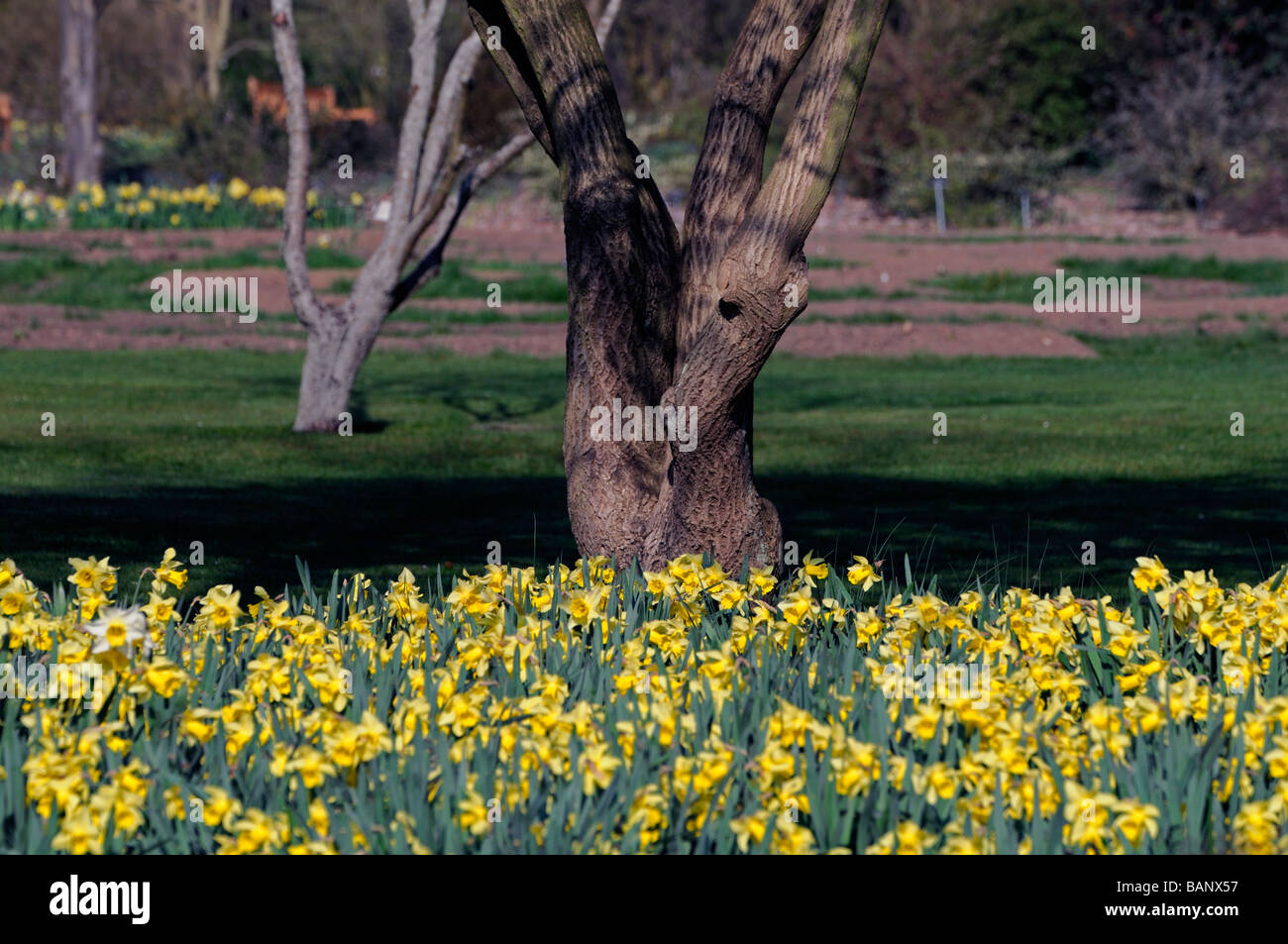 En bas de la base de tronc d'arbre entouré de jonquilles jaune Phoenix park Dublin Irlande spring Banque D'Images