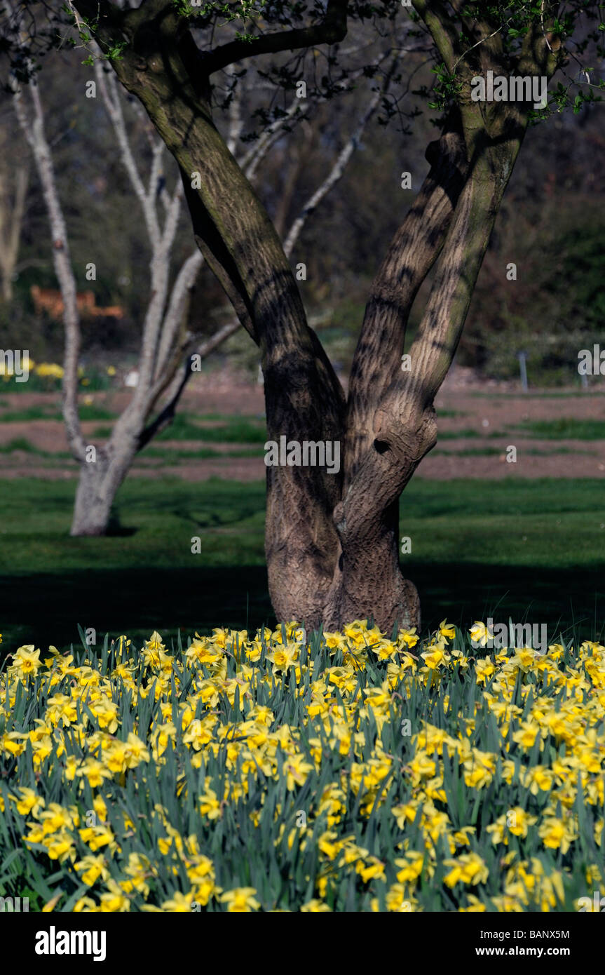 En bas de la base de tronc d'arbre entouré de jonquilles jaune Phoenix park Dublin Irlande spring Banque D'Images