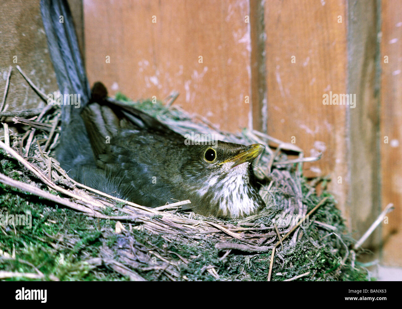 'Blackbird Turdus merula' femme sur son nid dans un hangar. Banque D'Images