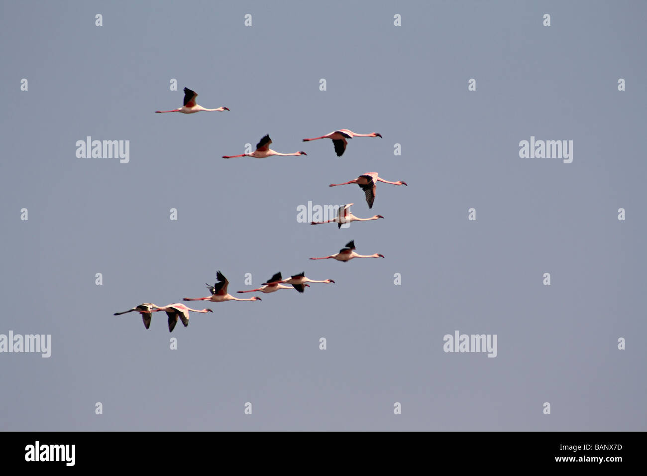 Plus de flamands roses. Phoenicopterus roseus. Mahul., Mumbai. Banque D'Images