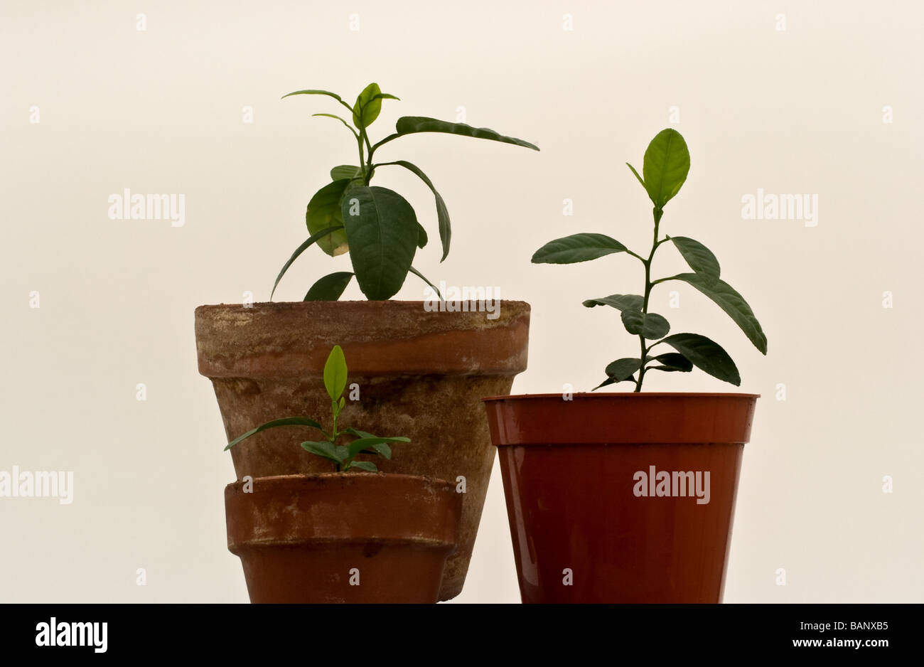 Trois nouveaux key lime la croissance des plantules d'arbres dans deux pots de fleurs en terre cuite Banque D'Images