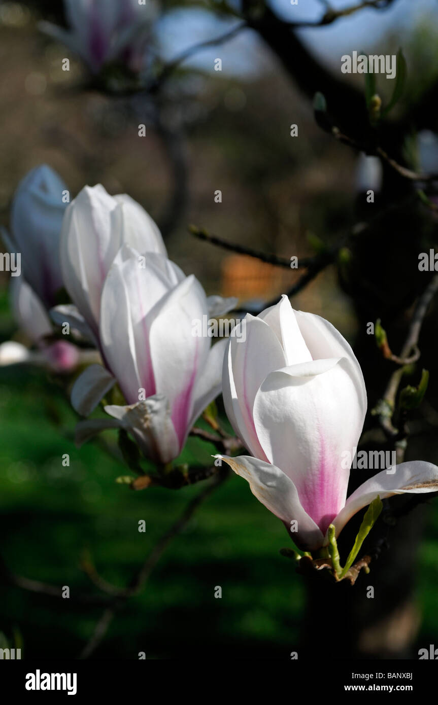 Magnolia fraseri white rose fleur fleurs printemps Banque D'Images