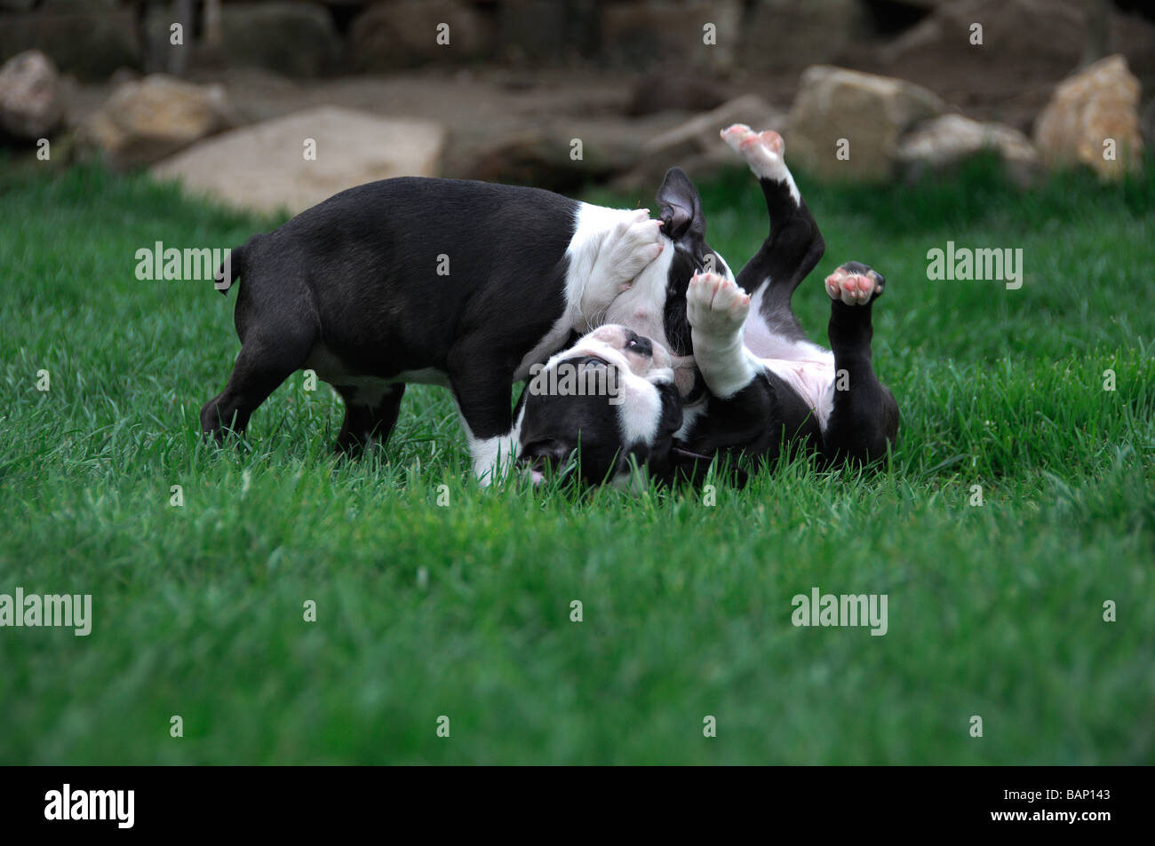 Français Lecture de chiots buldog Banque D'Images