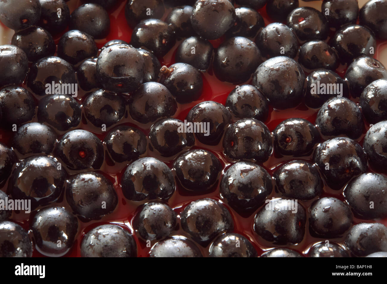 Les baies d'Acai fruit anti oxydantes. Banque D'Images