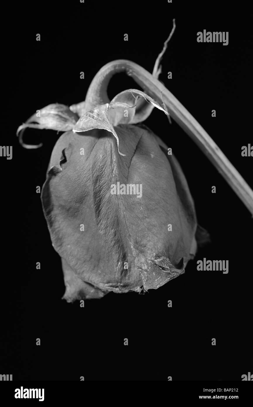 Rose sec à se flétrir des fleurs sur fond noir Banque D'Images