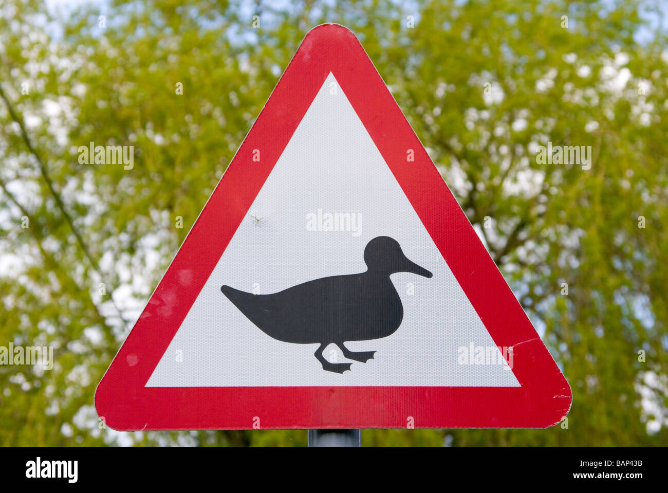 Attention Canards Crossing Uk Road Traffic Sign signe Panneaux Banque D'Images