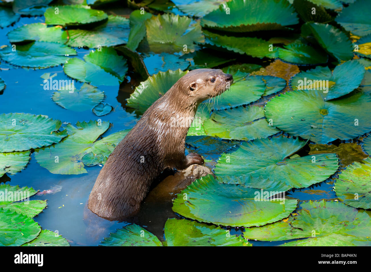 Frankie la loutre de rivière dans un étang protégé au Costa Rica en Amérique centrale Banque D'Images