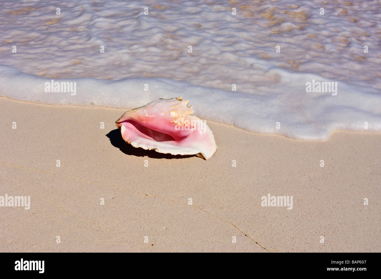 Conque sur Cat Island Bahamas beach Banque D'Images