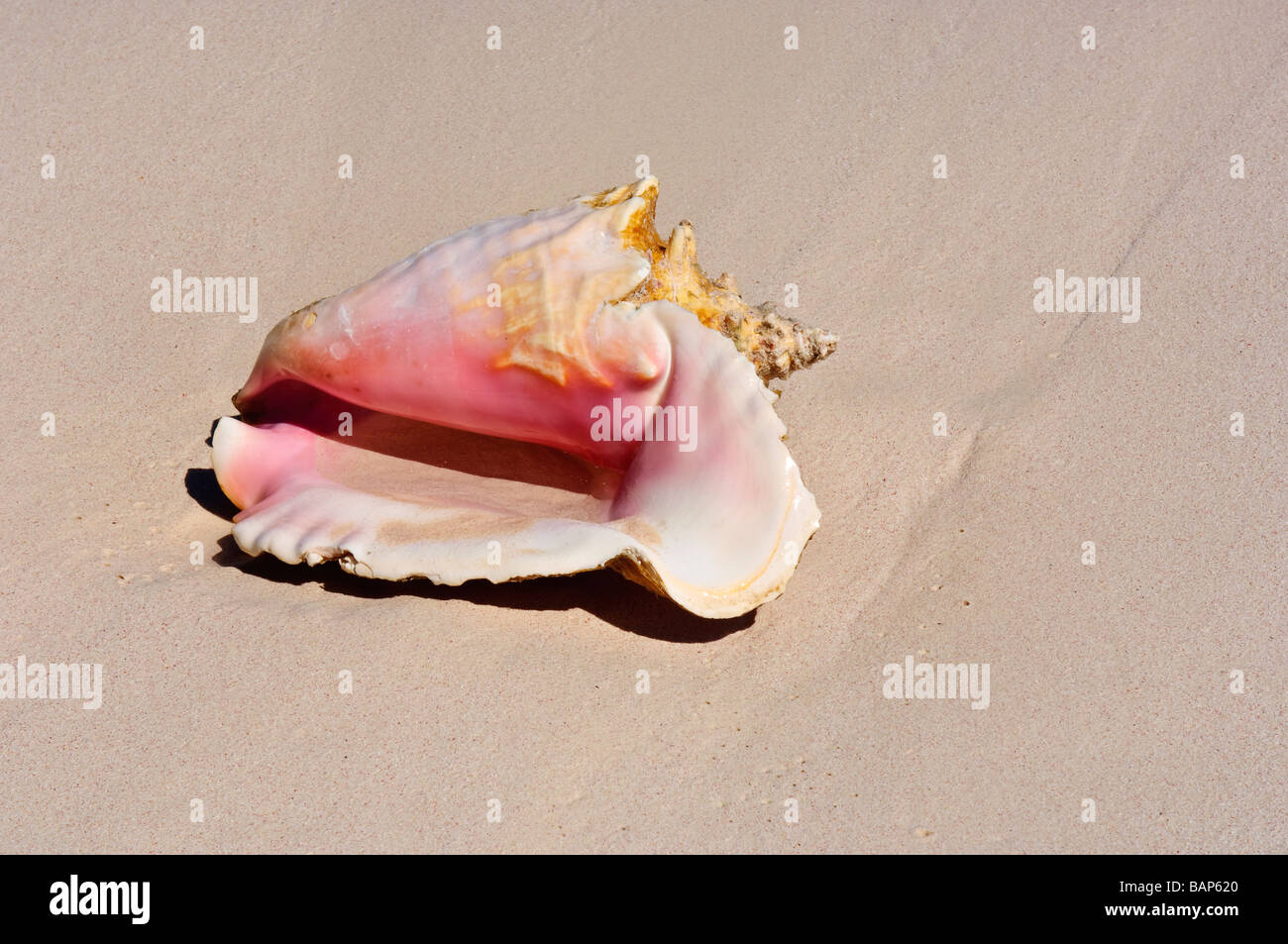 Conque sur Cat Island Bahamas beach Banque D'Images