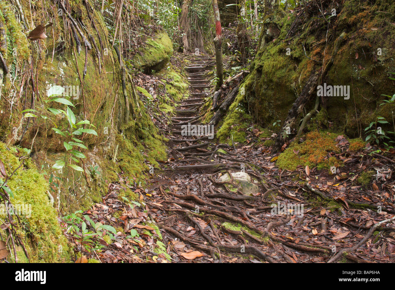 Parcours jungle Parc national de Bako Bako Borneo Sarawak Banque D'Images