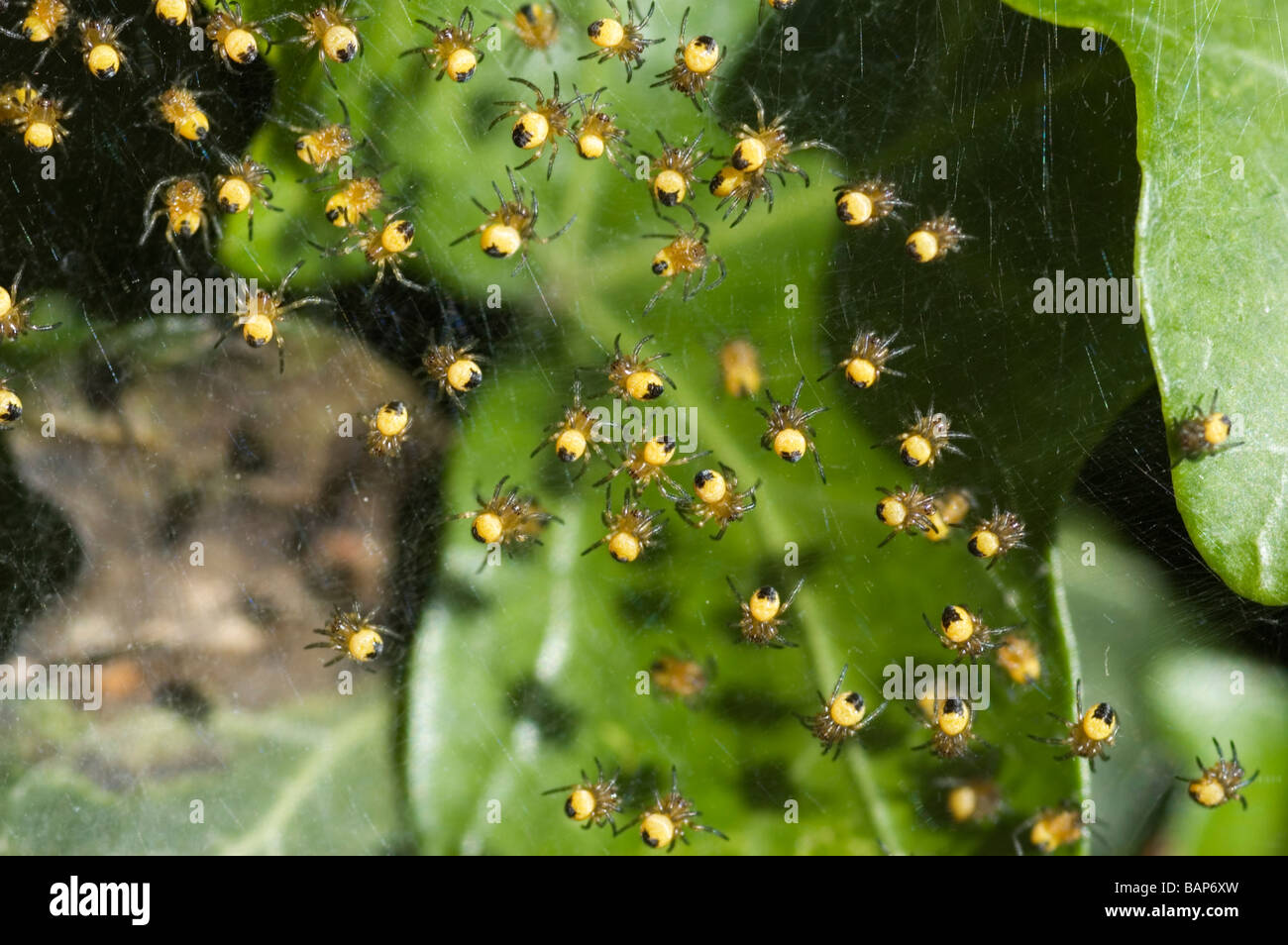 Un site web plein de jardin bébé les araignées. Banque D'Images