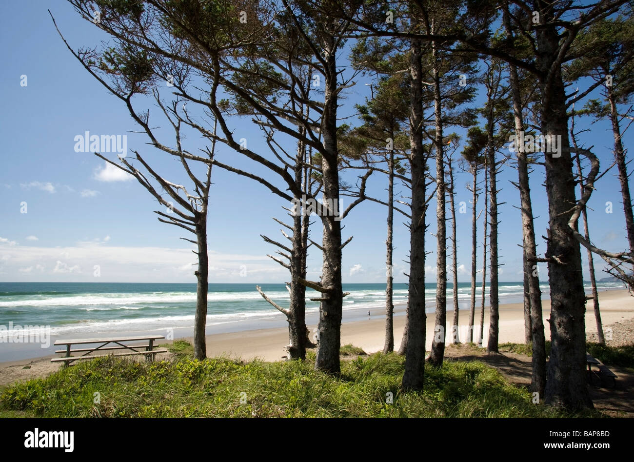 Aire de pique-nique à Cape Lookout State Park - Tillamook, Oregon Banque D'Images