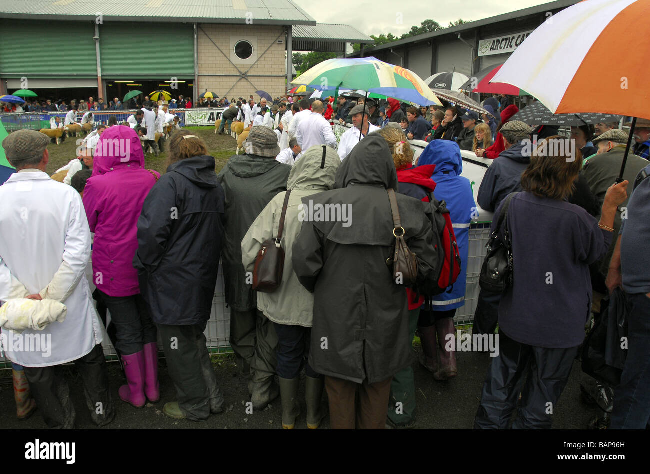 Les spectateurs d'ouvrir umberellas moutons regardant l'anneau de jugement dans la pluie au Royal Welsh Show agricole Banque D'Images
