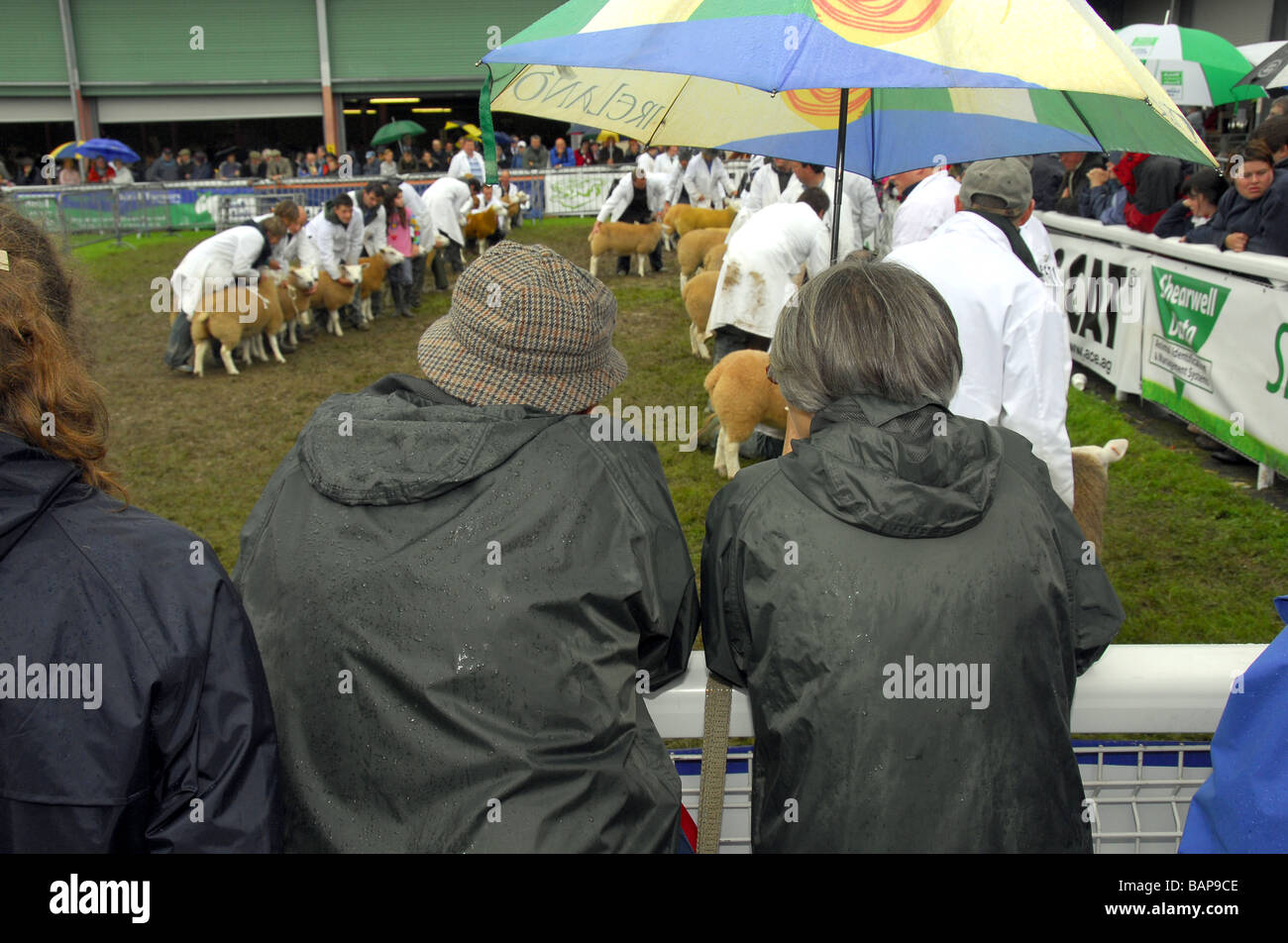 Regardant par-dessus l'épaule des deux specators avec une umberella qui suivent les moutons à l'anneau de jugement Royal Welsh Show Banque D'Images