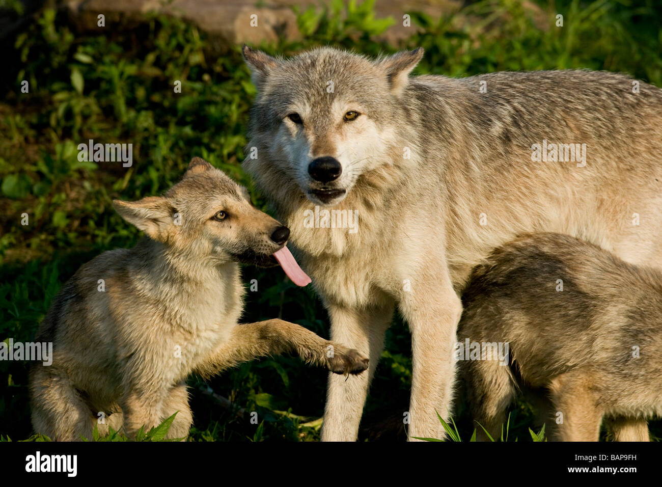 Le loup (Canis lupus) avec 8 semaine pup Banque D'Images