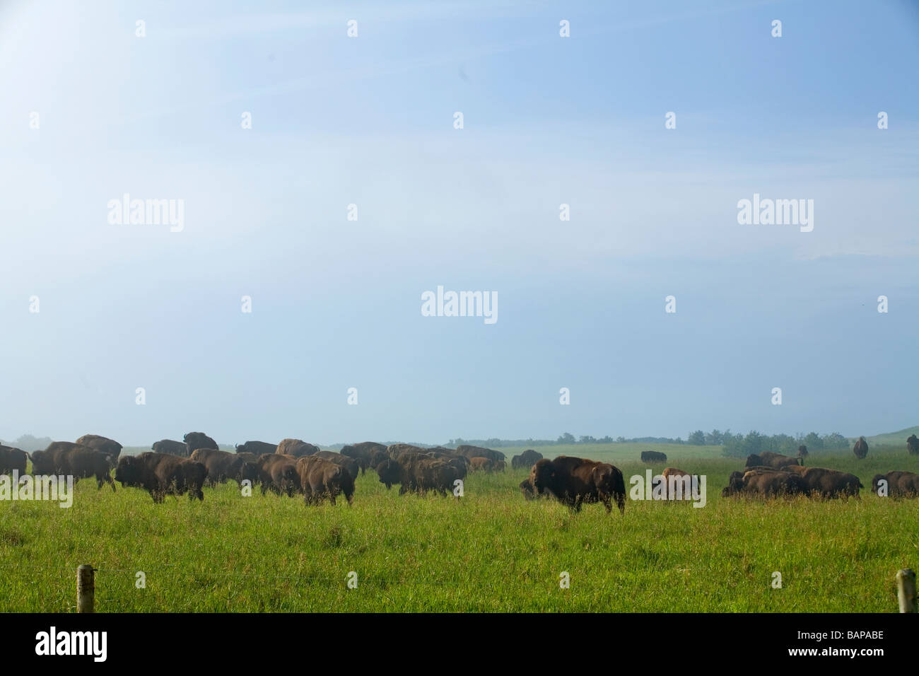 Troupeau de bisons domestiqués, Saskatchewan, Canada Banque D'Images