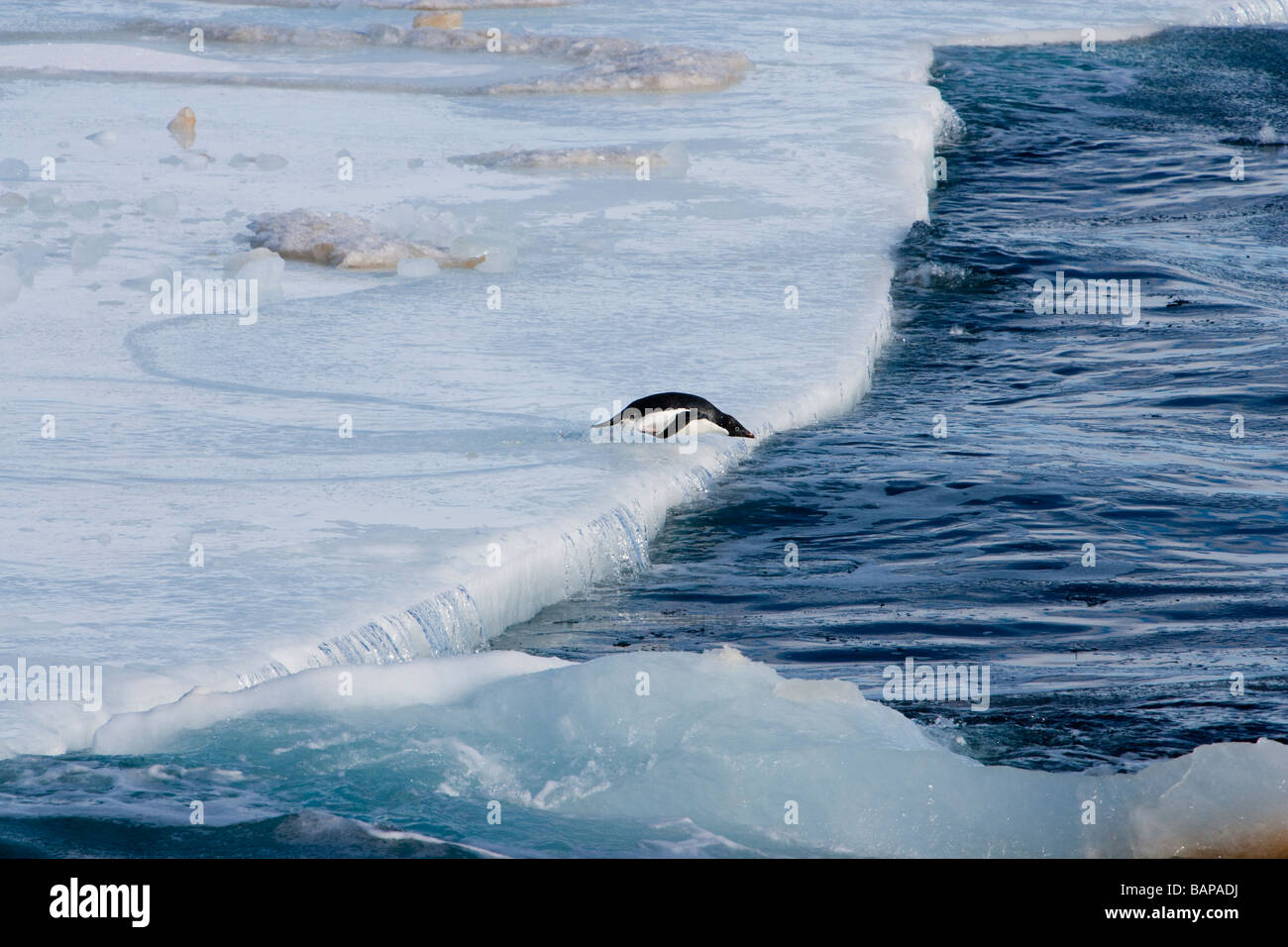 Adelie penguin mignon lone exécutant pour l'eau plongée sous-marine au large de la fonte des banquises de l'océan dans les eaux glaciales de la mer de Ross en Antarctique photographie action gel Banque D'Images