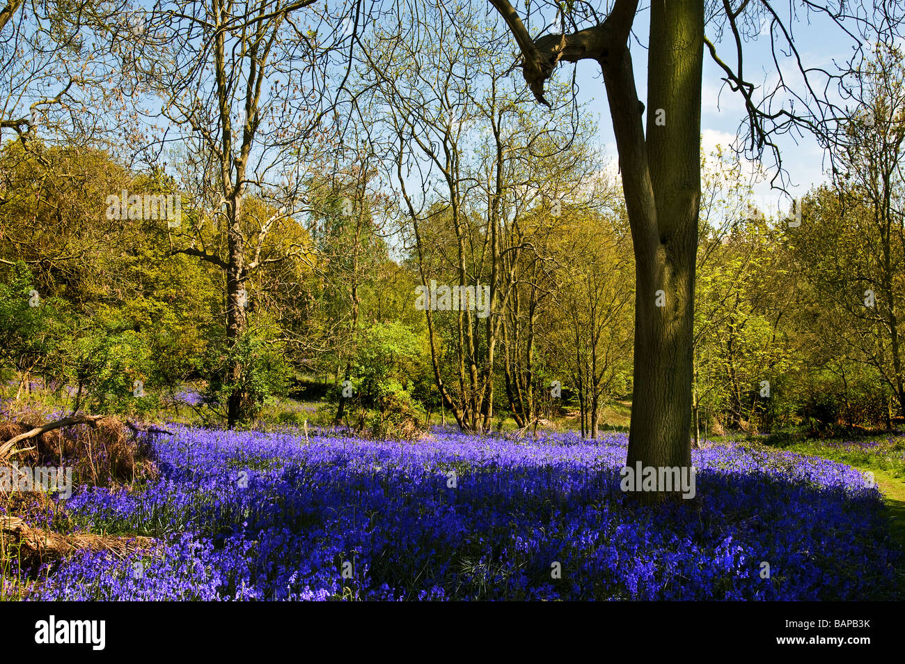 Bluebells dans Langdon Hills Nature réserver dans l'Essex. Banque D'Images