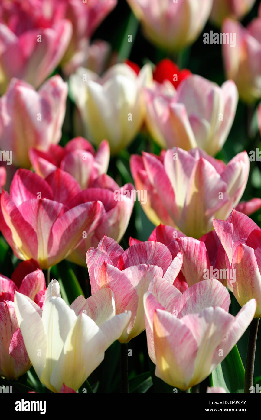 Flamme rose ivoire flaming purissima tulipe fosteriana fleur fleurs groupe variante espèces var sp variété couleur couleur Banque D'Images