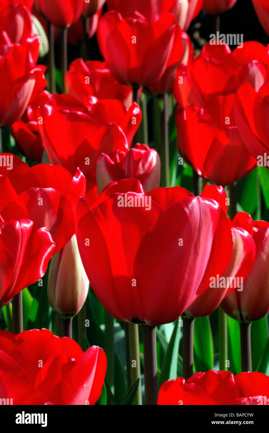 Red Tulip tulipa darwin impression rouge fleur fleurs groupe hybride variante espèces var sp variété couleur couleur Banque D'Images